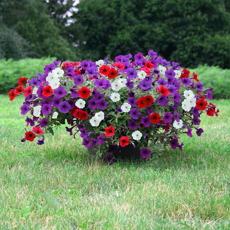 Petunia Easy Wave Flag Mix F1 Seed – Harris Seeds