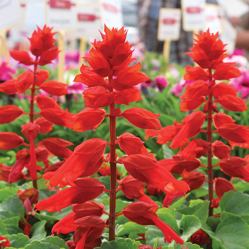 Briesta ブリエスタ RED VIVID Salvia Reddy Bright Red Seed – Harris Seeds