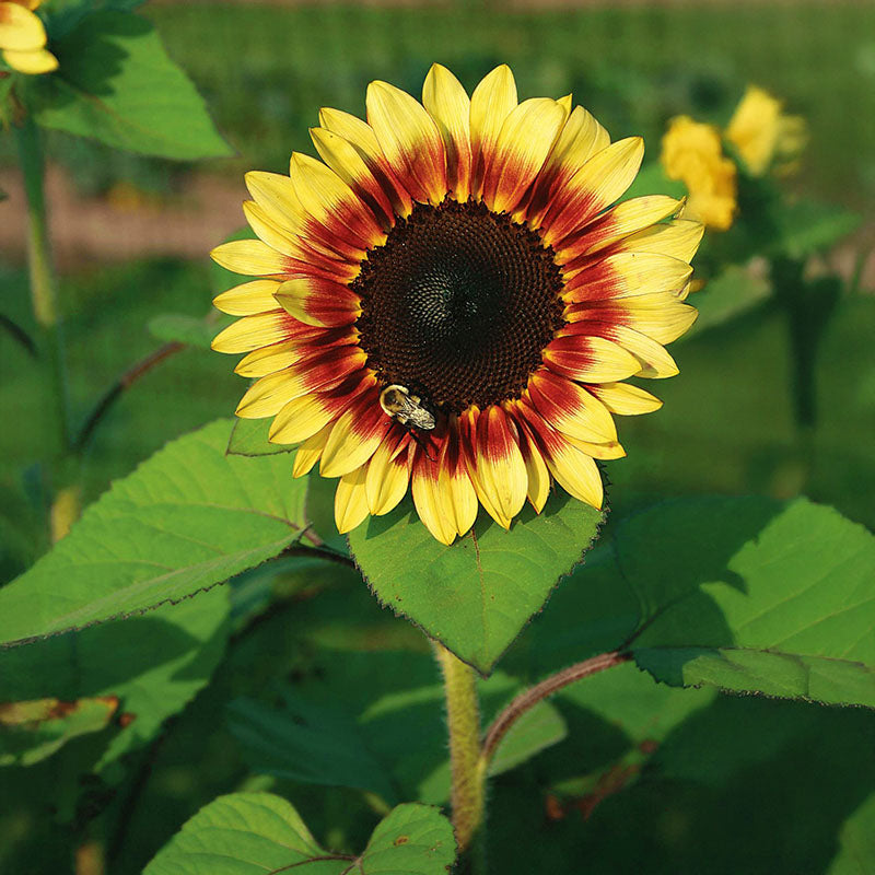 Sunflower ProCut Red and Lemon Bicolor F1 Seed – Harris Seeds