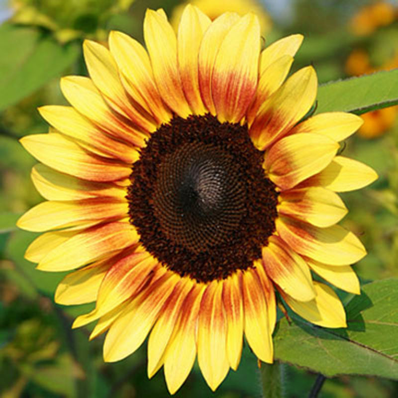 Sunflower ProCut Red and Lemon Bicolor F1 Seed – Harris Seeds