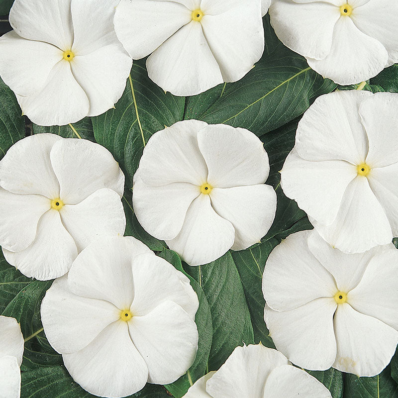 Vinca Pacifica XP Pure White Seed – Harris Seeds