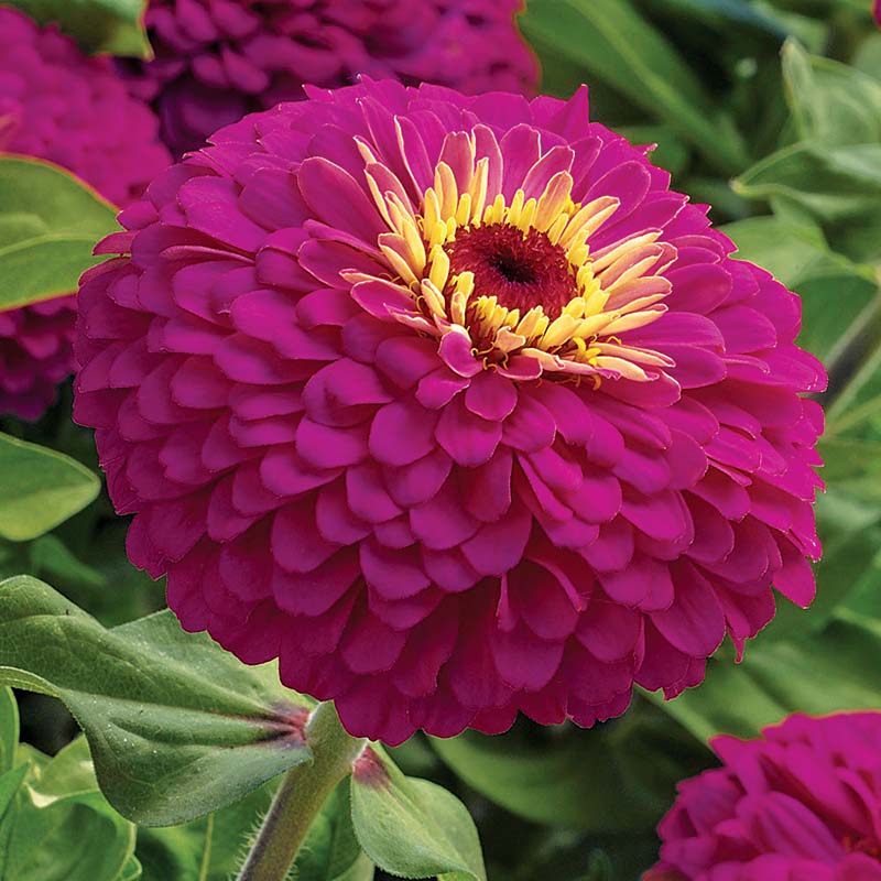 ローズねーさん Zinnia Uproar Rose F1 Seed – Harris Seeds
