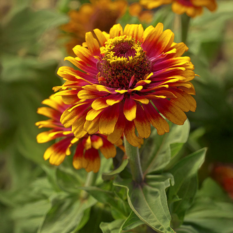 Zinnia Zowie Yellow Flame F1 Seed – Harris Seeds