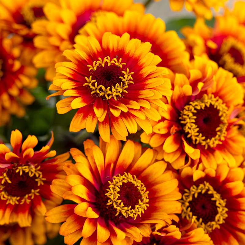 Zinnia Zowie Yellow Flame F1 Seed – Harris Seeds