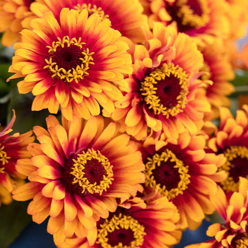 Zinnia Zowie Yellow Flame F1 Seed – Harris Seeds