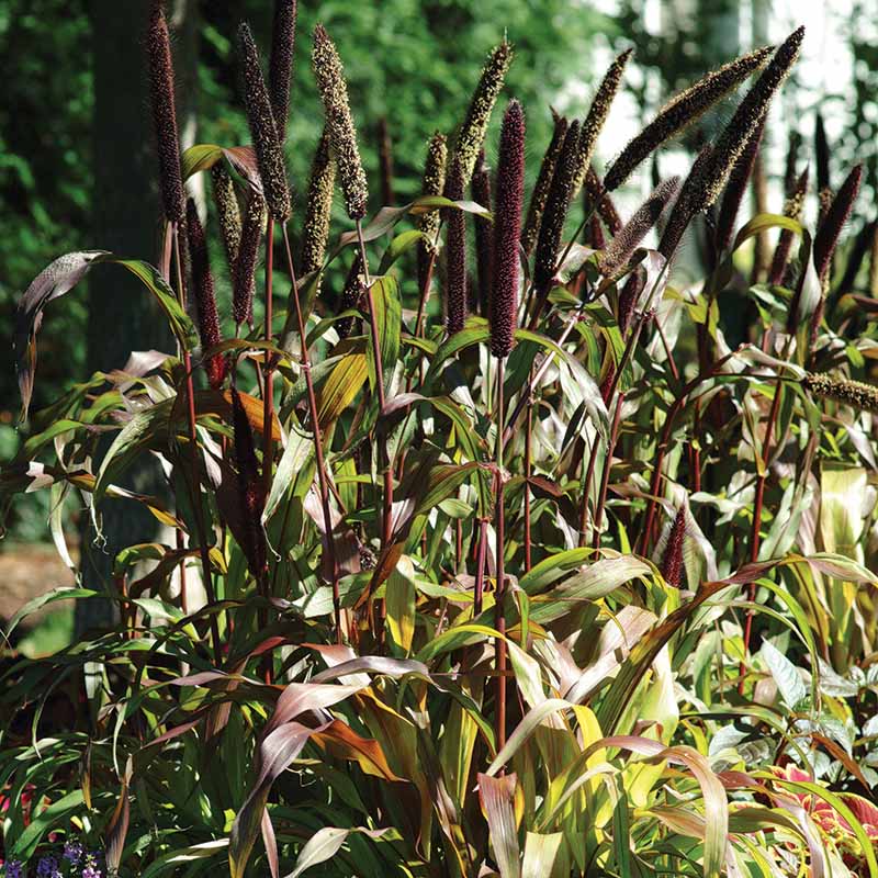 Ornamental Millet Jester F1 Seed – Harris Seeds