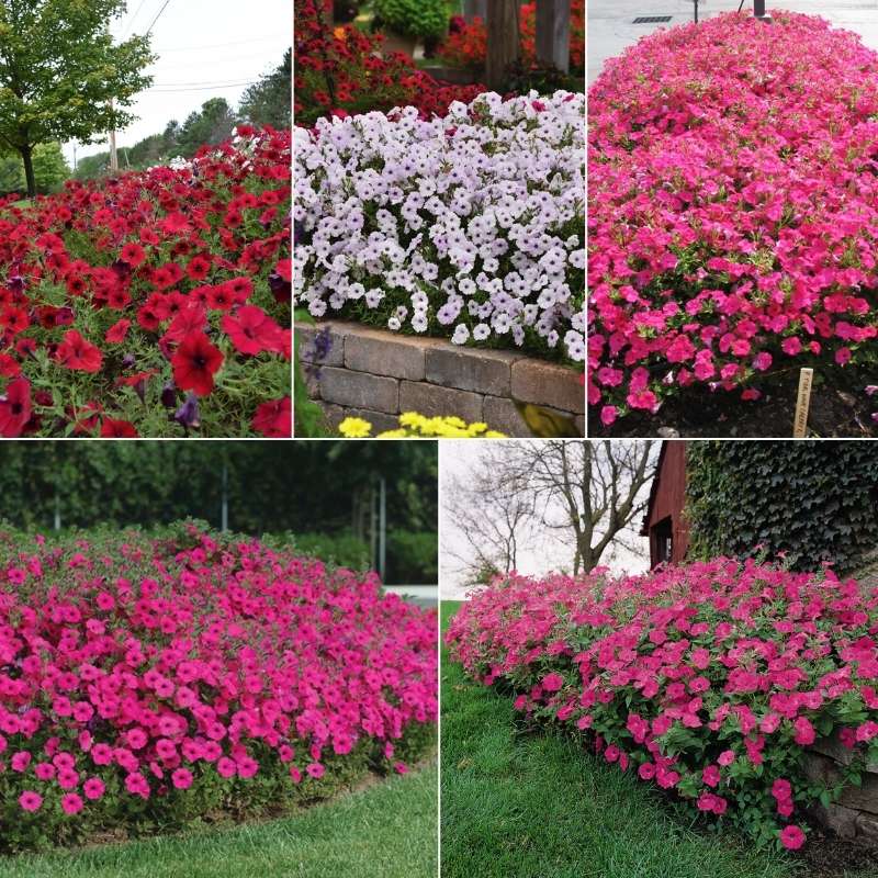 Petunia Tidal Wave F1 Collection Seed – Harris Seeds