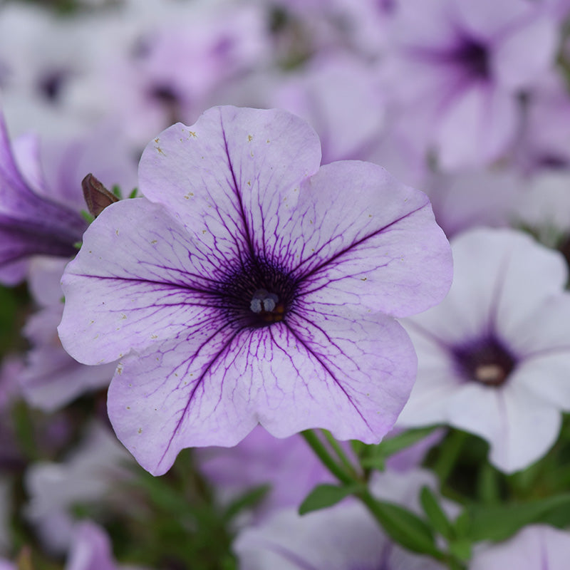 wave petunia flower seeds Petunia Tidal Wave F1 Collection Seed Untreated Pelleted