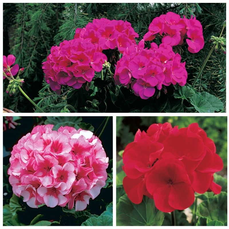 collecting geranium seeds Geranium Maverick Collection F1 Seed