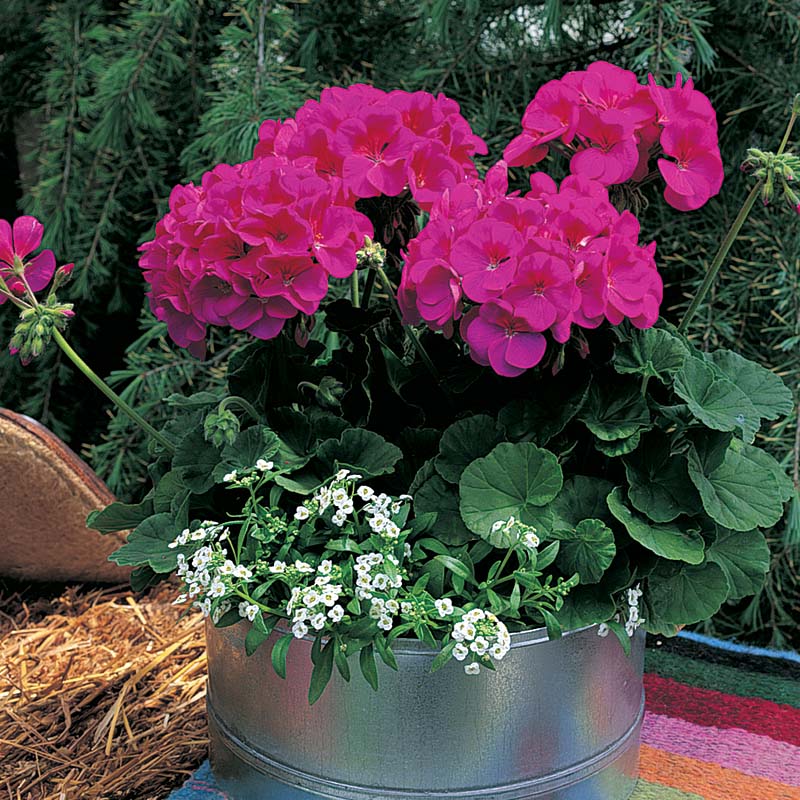 hardy geranium seeds for sale Geranium Maverick Collection F1 Seed