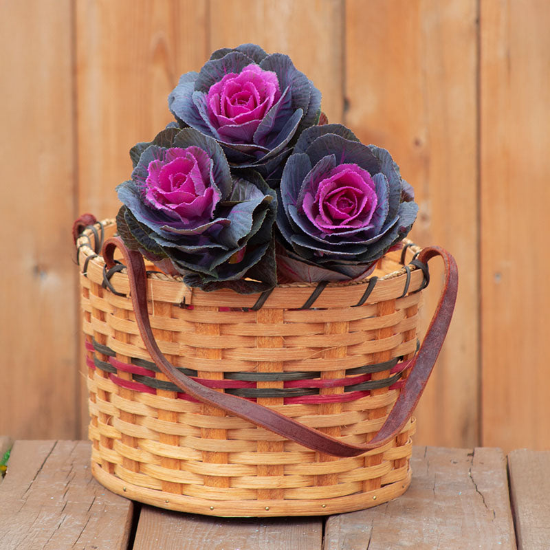 rose seed for sale Ornamental Kale Crane Red F1 Seed RAW / 250 seeds / UNTREATED