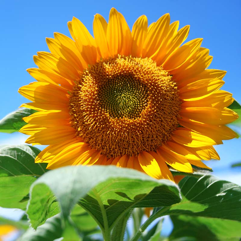 free sunflower seeds to plant Sunflower Pollen-Free Collection Seed