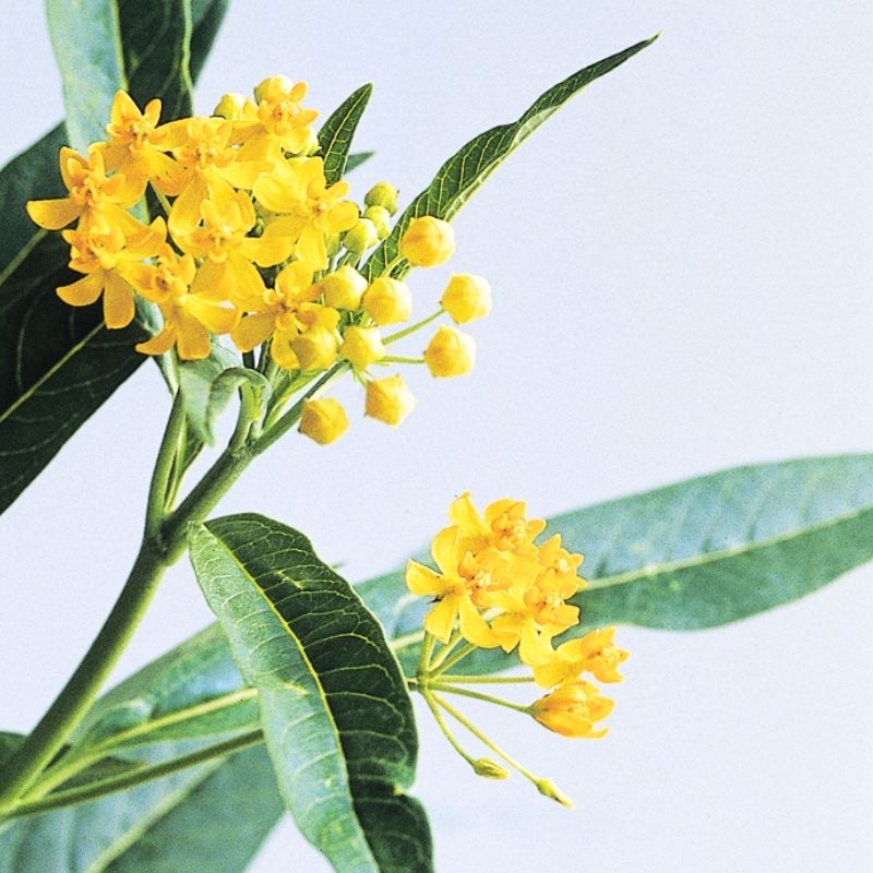 golden seed plant Asclepias Silky Gold Seed RAW / 250 seeds / UNTREATED