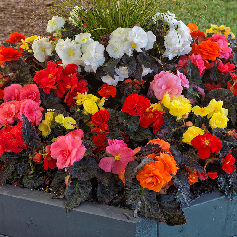 Begonia Nonstop Mocca Mix F1 Seed – Harris Seeds