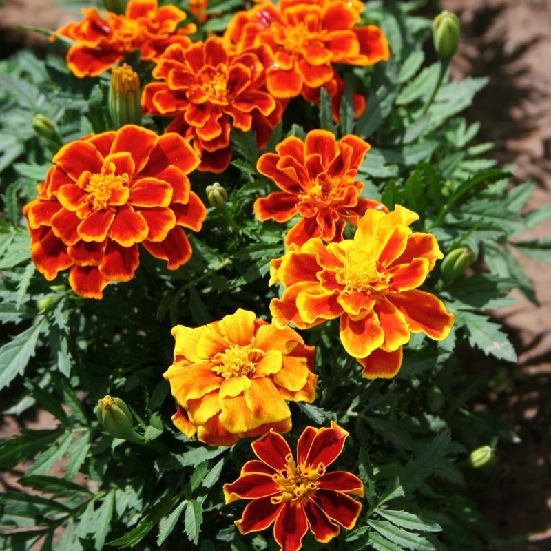 durango herbicide price Marigold Durango Flame Seed