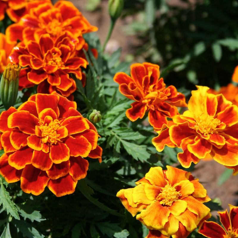 Marigold Durango Flame Seed – Harris Seeds