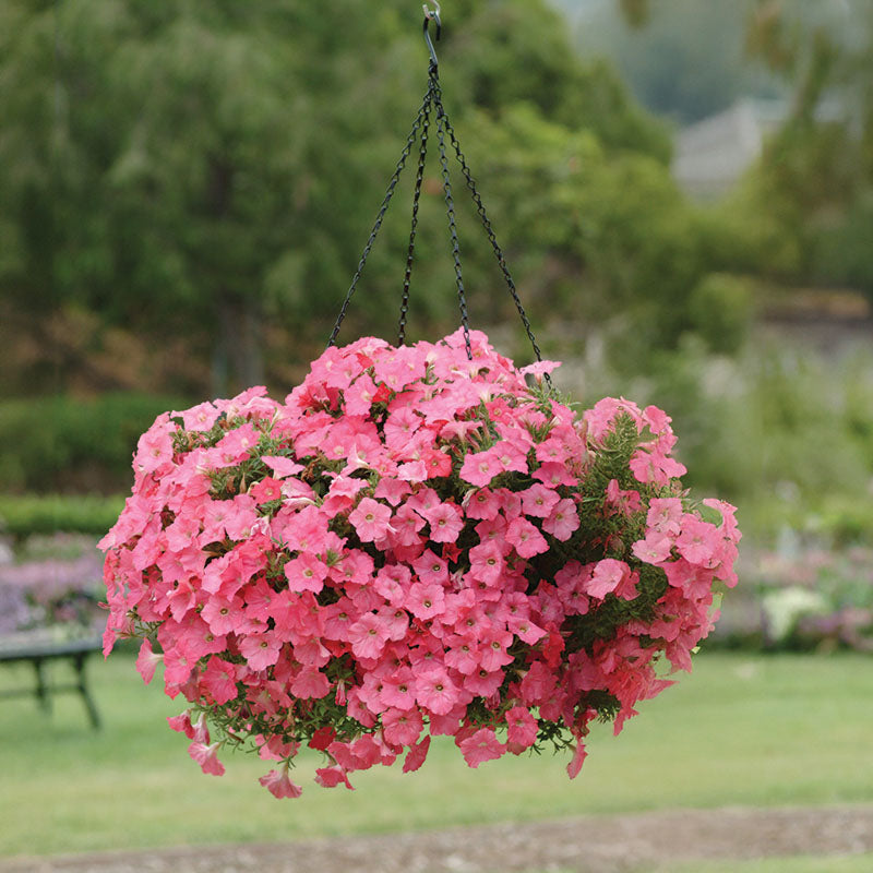 planting wave petunias from seed Petunia Easy Wave Coral Reef F1 Seed