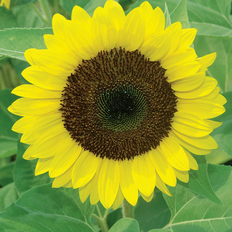 Sunflower Premier Lemon F1 Seed RAW / 250 seeds / UNTREATED