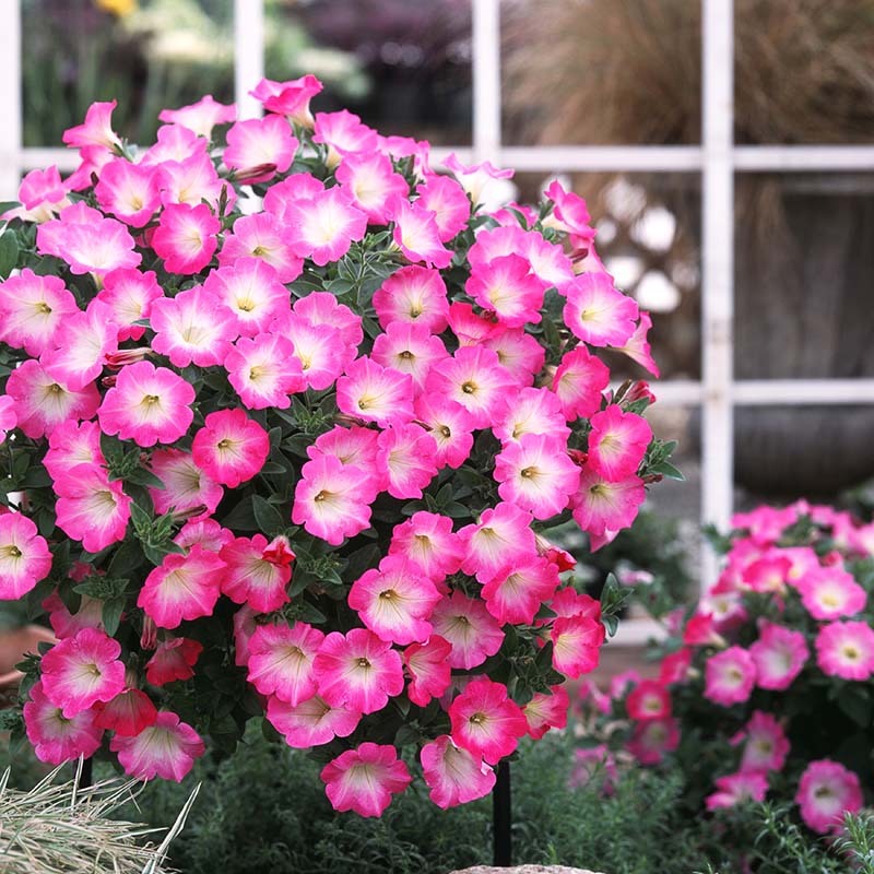潘天壽 梅花 Petunia Opera Supreme Pink Morn F1 Seed – Harris Seeds