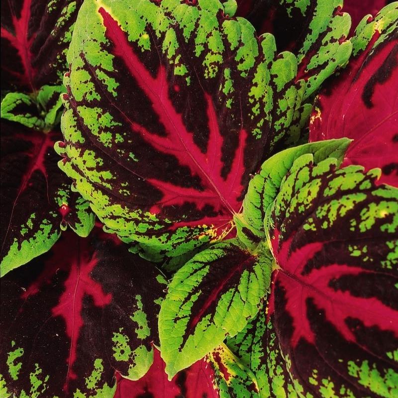 Coleus Kong Red Seed PELLETED / 100 Seeds / UNTREATED