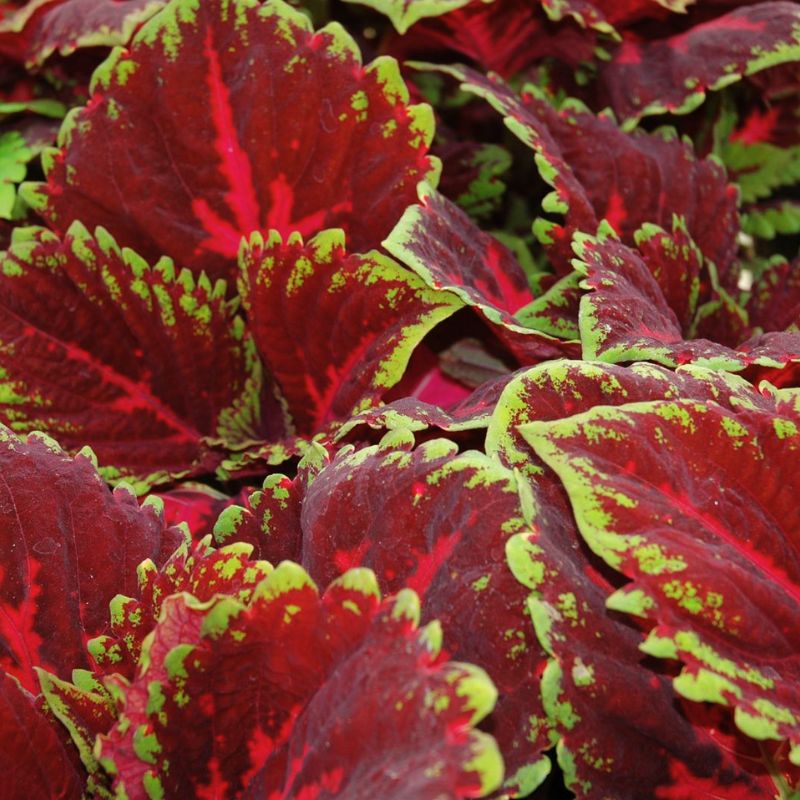kong herbicide Coleus Kong Red Seed PELLETED / 100 Seeds / UNTREATED