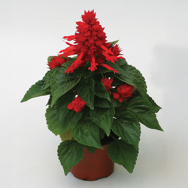 mojave indoor plant Salvia Mojave Red Seed – Harris Seeds