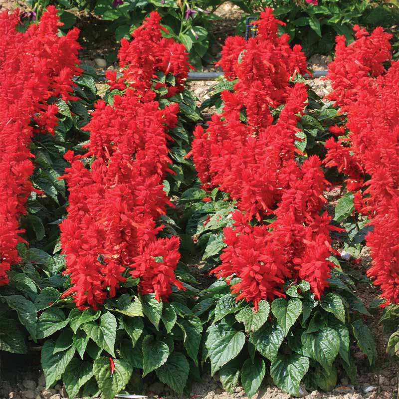 Salvia Mojave Red Seed  Harris Seeds