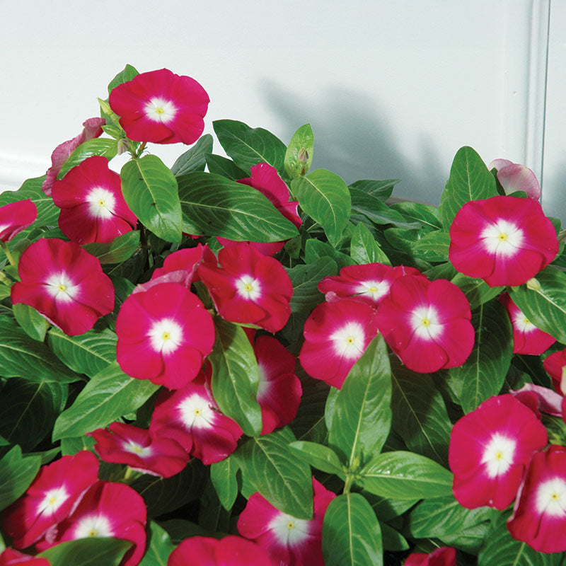 トロピカルフラワー Vinca Cora Cascade Shell Pink F1 Seed – Harris Seeds