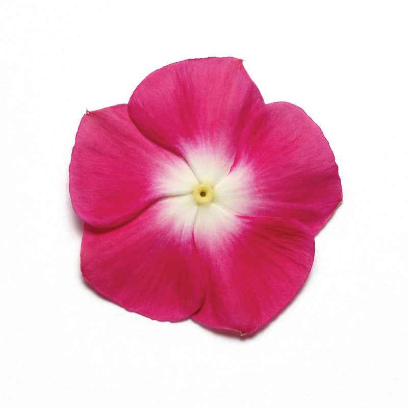 pacifica herbicide Vinca Pacifica XP Halo Burgundy Seed