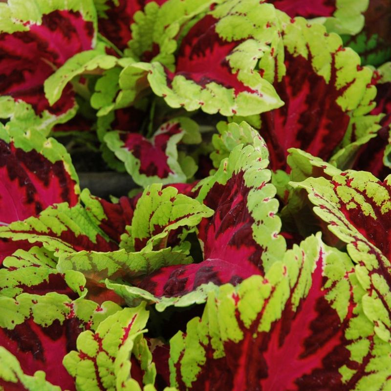 coleus china rose seeds Coleus Kong Rose - Fantastic Foliage