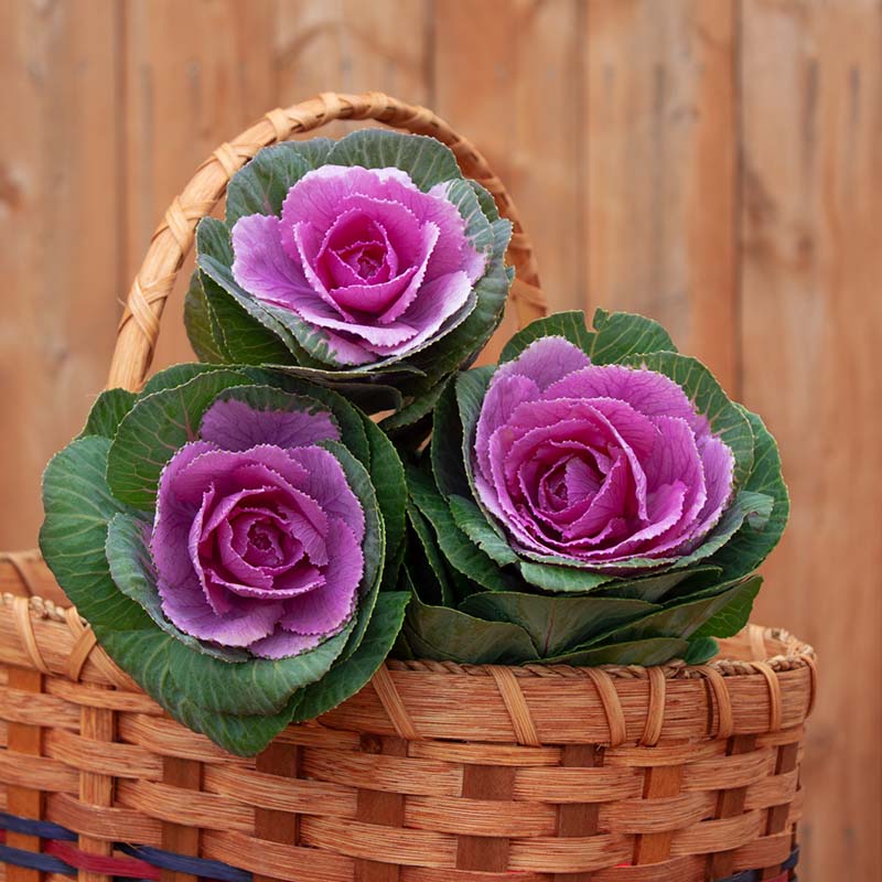 ornamental flower seeds Ornamental Kale Crane Pink F1 Seed RAW / 250 seeds / UNTREATED