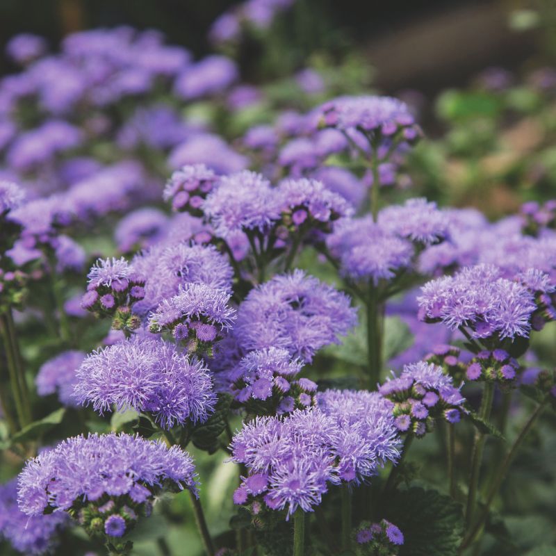 ageratum flower seeds Ageratum Blue Planet F1 Seed