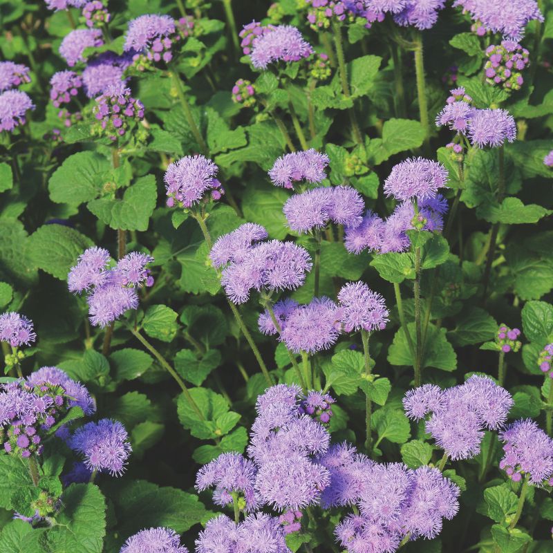 planting ageratum seeds Ageratum Blue Planet F1 Seed