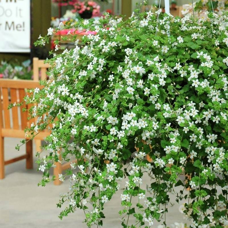 bacopa hanging plant Bacopa Snowtopia Seed MULTI PELLETED / 10 seeds / UNTREATED