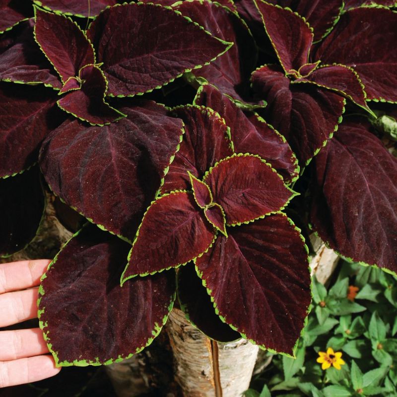 Coleus Chocolate Mint Seed – Harris Seeds