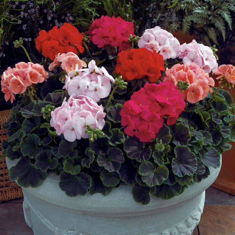 Geranium Bulls Eye Mix F1 Seed  Harris Seeds