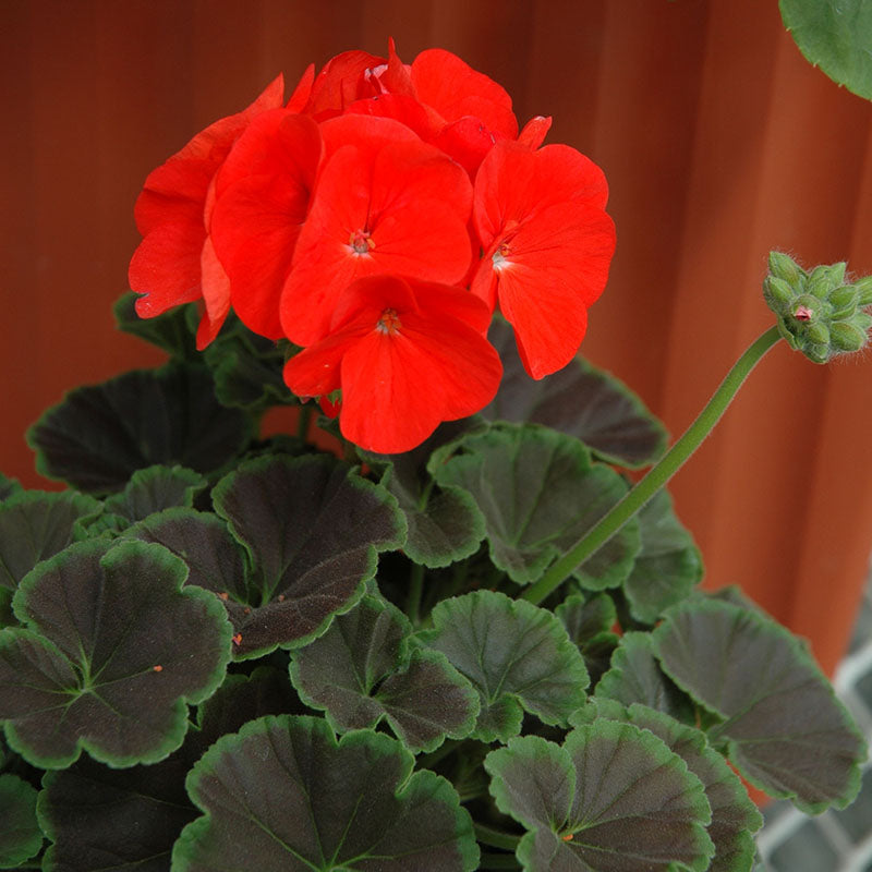 bullseye herbicide Geranium Bulls Eye Mix F1 Seed – Harris Seeds
