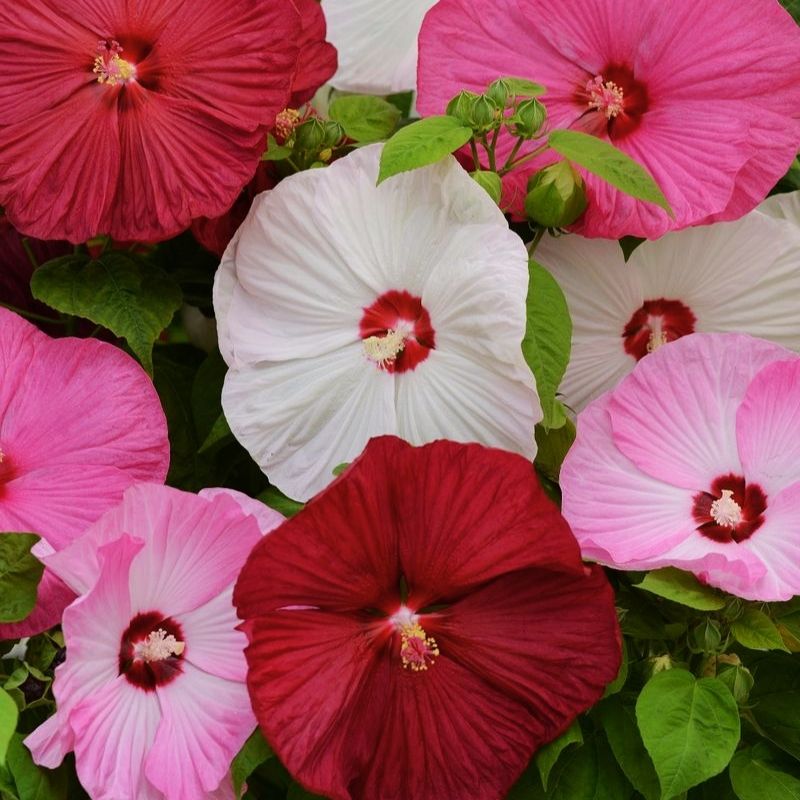 saucer hibiscus plant Hibiscus Luna Mix F1 Seed