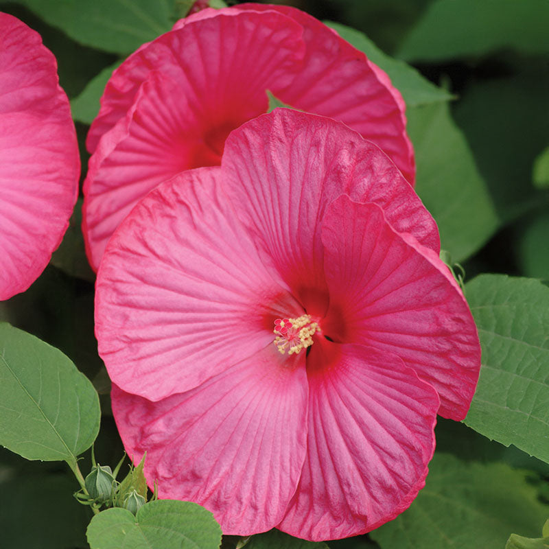 pink hibiscus flower seeds Hibiscus Luna Mix F1 Seed