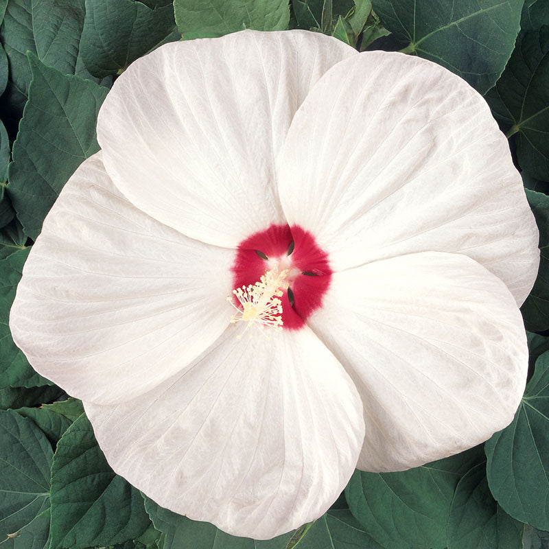 専用 hiand Flower Jacquard（white） Hardy Hibiscus Organic Seeds – Hudson Valley Seed Company