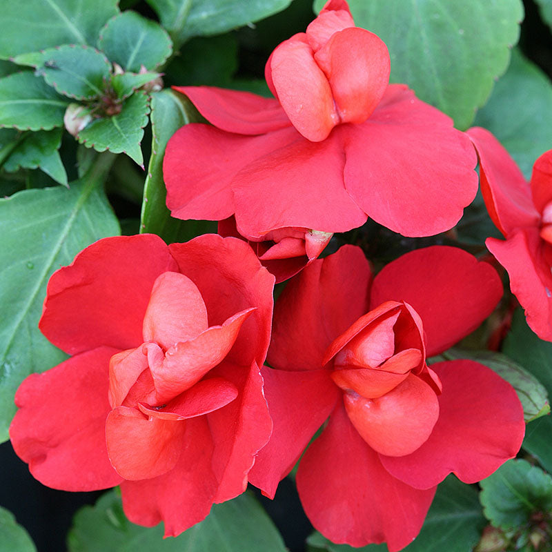 double impatiens flower seeds Impatiens Athena Mix F1 Seed, Size: 25 Seeds