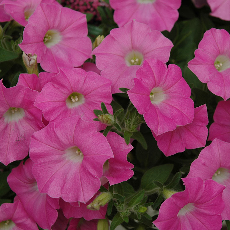 Petunia Shock Wave Pink Shades F1 Seed – Harris Seeds
