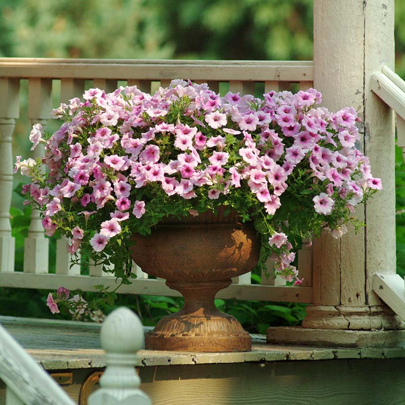 Petunia Shock Wave Rose F1 Seed Pelleted / 100 Seeds / Untreated Petunia Shock Wave Rose F1 Seed Pelleted / 100 Seeds / Untreated