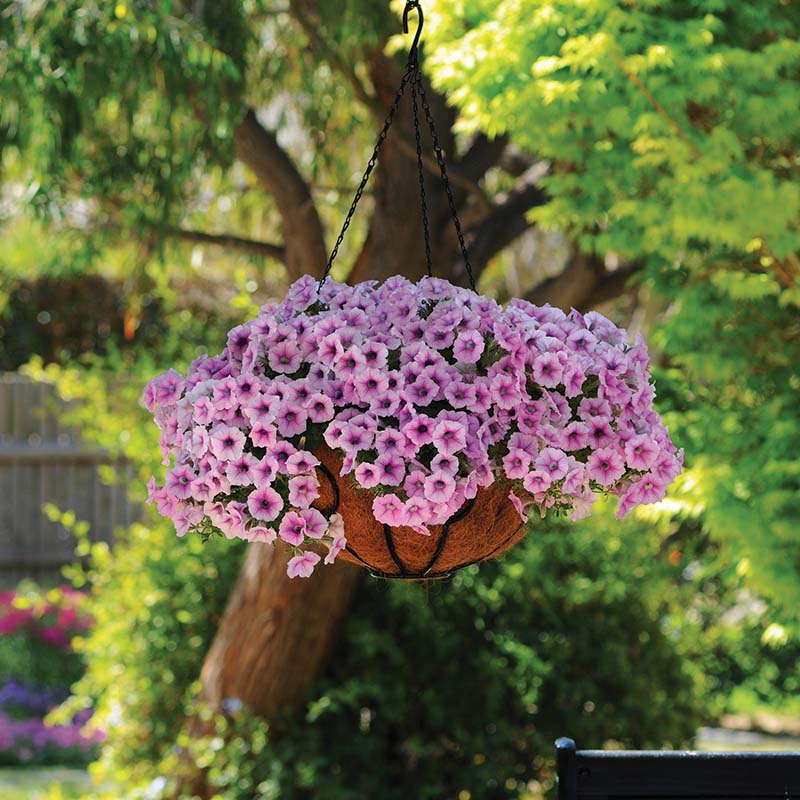 wave petunia flower seeds Petunia Shock Wave Pink Vein F1 Seed Pelleted / 25 Seeds / UNTREATED