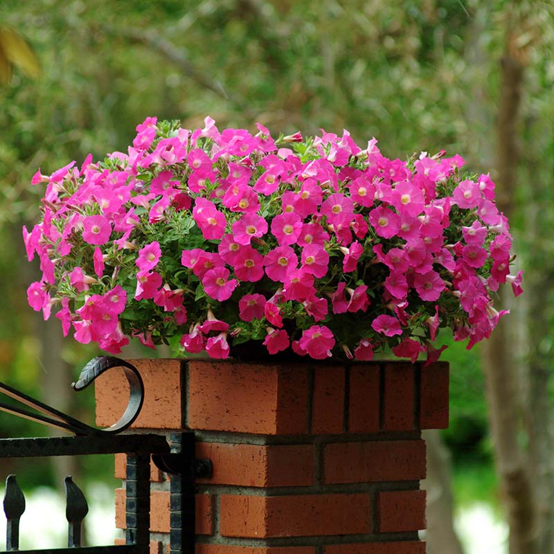 wave petunia flower seeds Petunia Shock Wave Rose F1 Seed PELLETED / 25 seeds / UNTREATED
