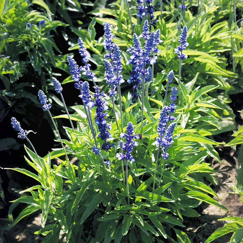 アーモンドフラワーHARDY AMIES 英国王室御用達サファイアブルー Salvia Fairy Queen Seed – Harris Seeds