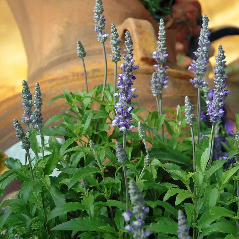 Salvia Fairy Queen Seed – Harris Seeds