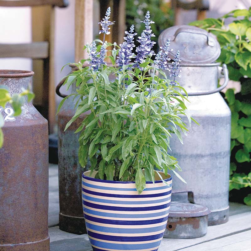 Salvia Fairy Queen Seed – Harris Seeds