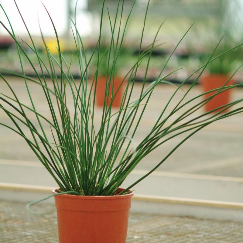 javelin herbicide Juncus Javelin Seed