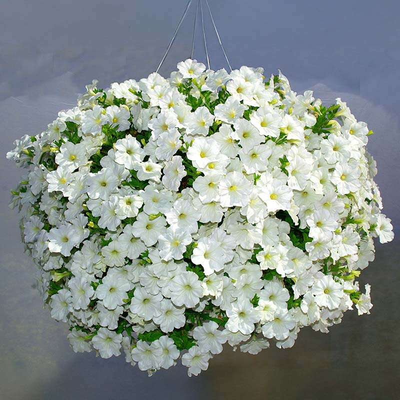 Petunia Opera Supreme White F1 Seed – Harris Seeds